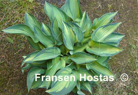 Hosta Serendipity Singer